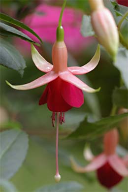 Fuchsie Major Heaphy