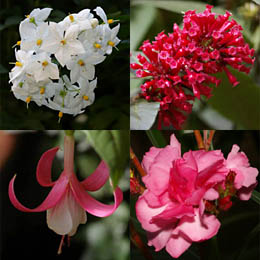 K�belpflanzen f�r den Schatten: Fuchsie, Jasmin Solanum, Hammerstrauch und Oleander