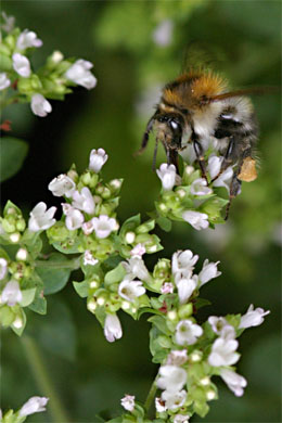 Oregano mit Biene