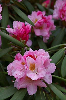 Rosa Rhododendron