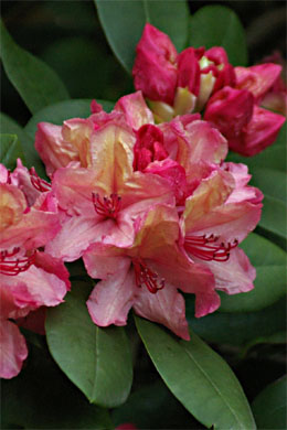 Rhododendron wardii Brasilia Detail