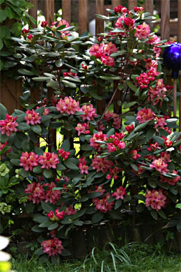 Rhododendron wardii Brasilia
