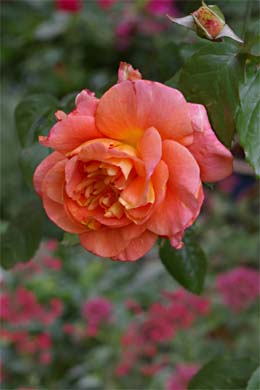 Orangene Bl�te Rose Westerland