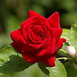 Rote langstielige unbekannte Rose