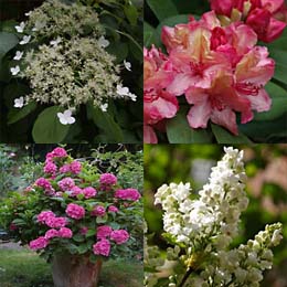 Str�ucher f�r den Schatten: Hortensie, Rhododendron, Kletterhortensie und Flieder