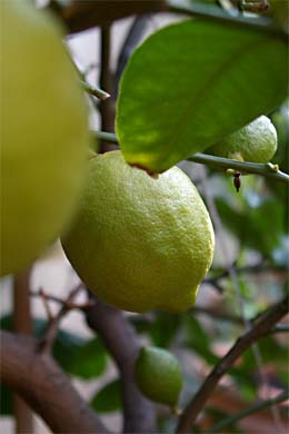 Zitronen am Zitronenbaum